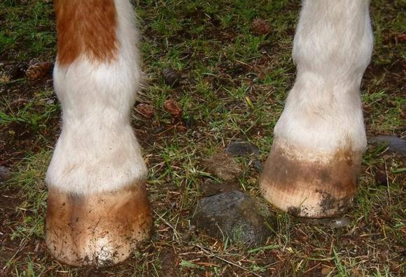 'Ngua nhin bon mong, nguoi nhin bon mat', to tien day cach nhin nguoi-Hinh-2