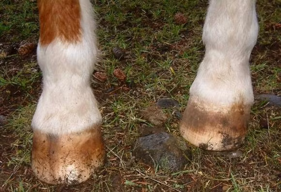 'Ngua nhin bon mong, nguoi nhin bon mat', to tien day cach nhin nguoi-Hinh-2