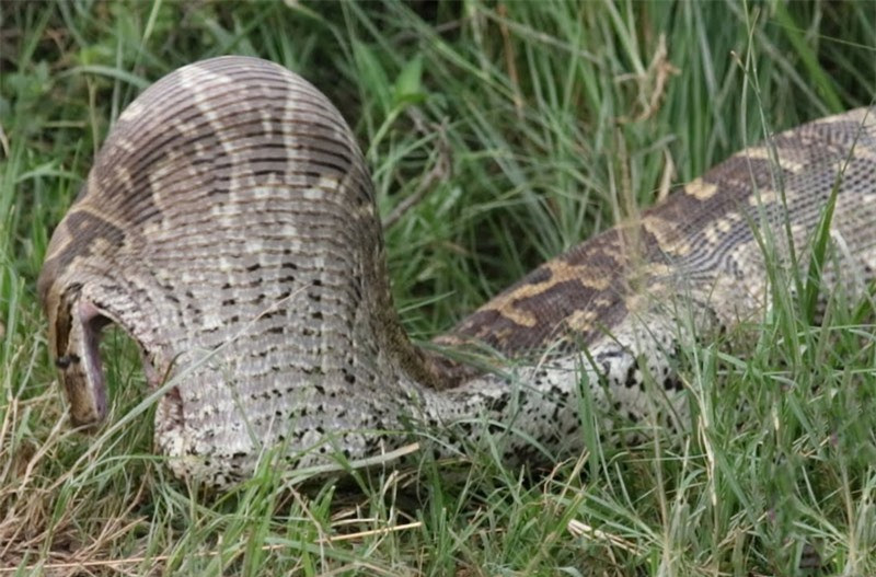 Video: Trăn đá khổng lồ bị “biến dạng” khi nuốt gọn linh dương Video: Tran da khong lo bi “bien dang” khi nuot gon linh duong