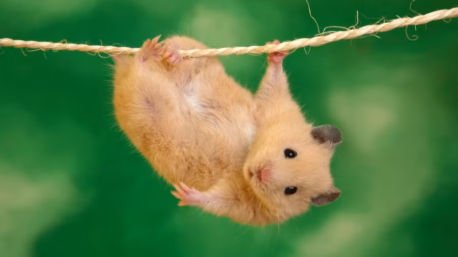 Tuổi Tý. Theo tử vi, người tuổi Tý rất kiên định và không dễ bị cản trở. Họ tỏ ra rất chăm chỉ và tận tâm trong các hoạt động hàng ngày và luôn sẵn sàng giúp đỡ người khác, điều này giúp họ có được sự yêu mến từ nhiều người.