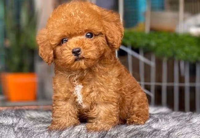 Tuổi Tuất. Những người tuổi Tuất được miêu tả là rất siêng năng, chăm chỉ và không ngừng cố gắng để tìm kiếm cơ hội đổi đời.