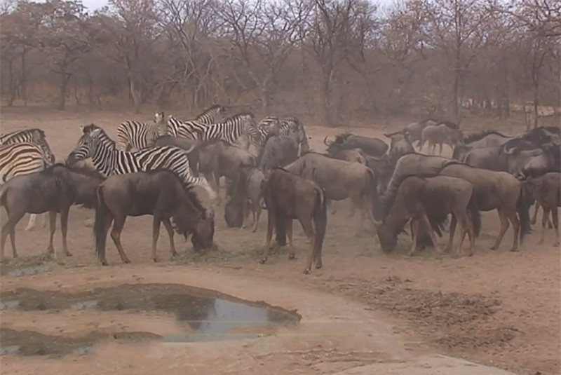Video: Ngựa vằn “tung cước” khiến linh dương đầu bò bất tỉnh nhân sự Video: Ngua van “tung cuoc” khien linh duong dau bo bat tinh nhan su