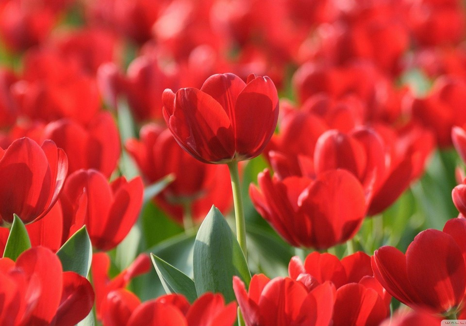 Người sinh vào 5 ngày Âm lịch này tài năng lại can đảm - Hình 2 Nguoi sinh vao 5 ngay Am lich nay tai nang lai can dam-Hinh-2