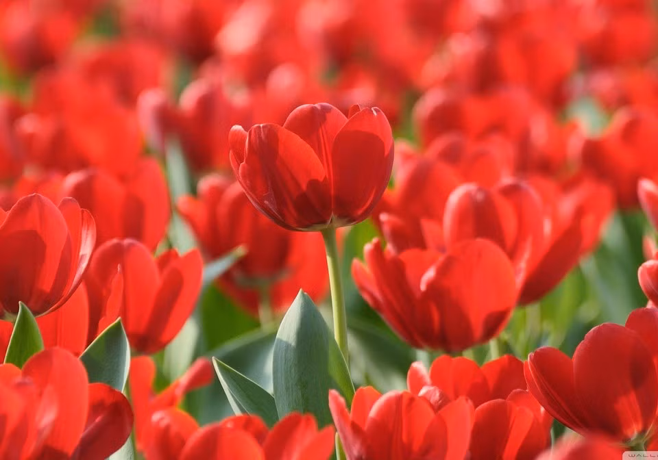 Người sinh vào 5 ngày Âm lịch này tài năng lại can đảm - Hình 2 Nguoi sinh vao 5 ngay Am lich nay tai nang lai can dam-Hinh-2