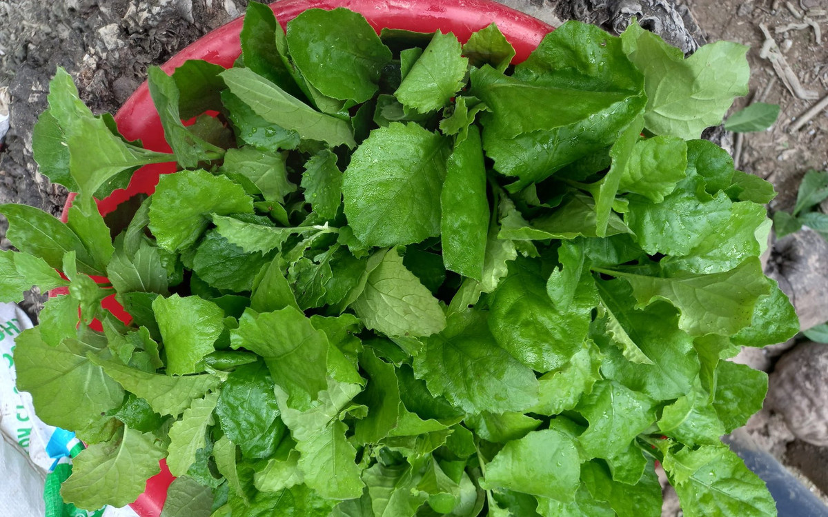 Nuôi rươi, "con trời cho" ở Hải Phòng - Hình 3 Nuoi ruoi,