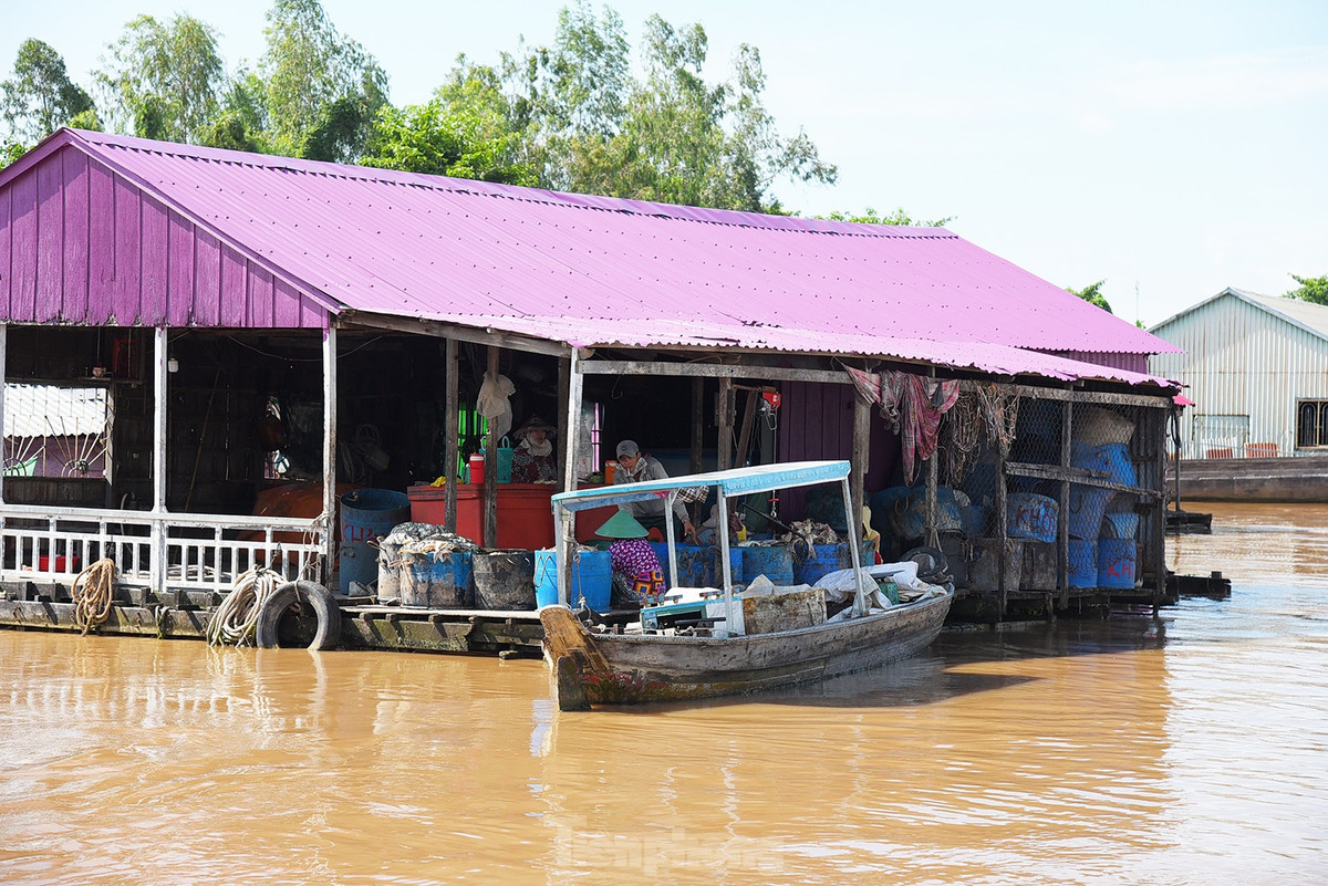 Người dân nuôi cá trong bè. Ảnh: Hòa Hội.