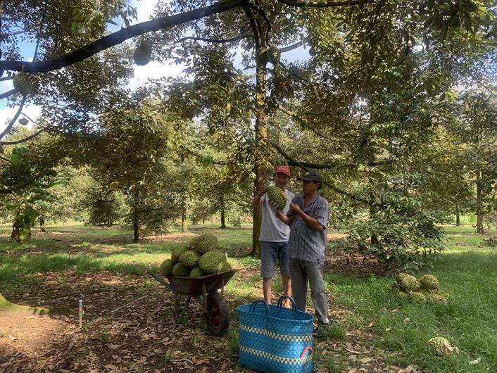 Trong sau rieng o Dong Nai nhu trong cay tien ty, trai la liet