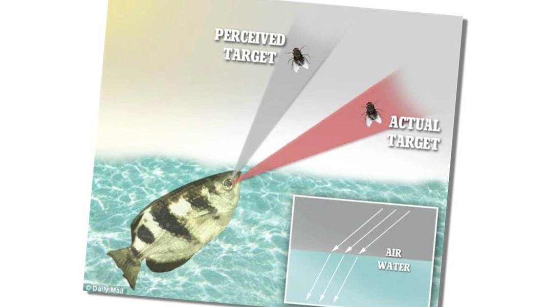 Hình ảnh mô phỏng khả năng tính sai số của cá mang rổ để bắn trúng mục tiêu. Theo nghiên cứu, loài cá này còn có thể nhận diện khuôn mặt người quen thuộc từ hàng chục gương mặt khác nhau với độ chính xác cực kỳ cao