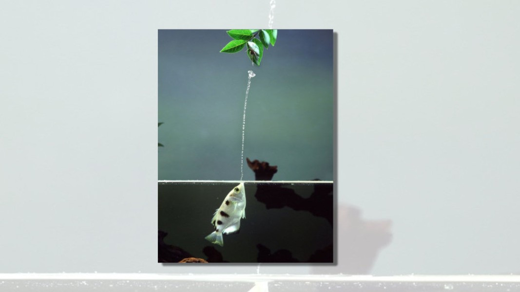 Cá mang rổ có khả năng hạ gục con mồi chính xác ở khoảng cách đến 2 mét.