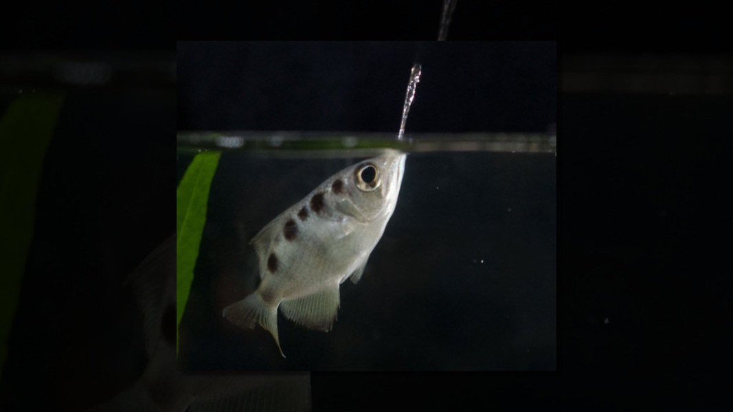 Và chỉ mất khoảng 1/10 giây để tính toán việc bắn rơi con mồi.