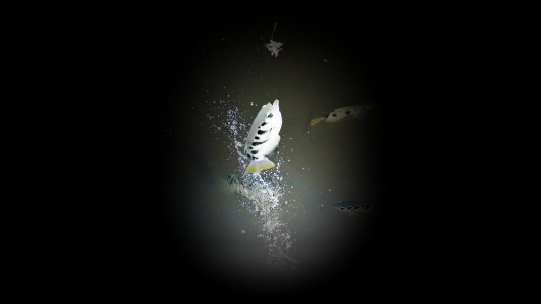 Cá mang rổ còn có thể bay cao lên mặt nước để đớp con mồi.