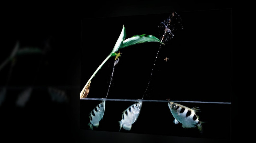 Với cấu tạo đặc biêt, miệng cá có thể tạo áp suất rất lớn để phun tia nước mạnh như súng nước vào con mồi.