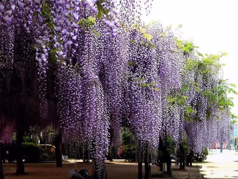 Người Nhật tin rằng loại hoa này còn mang một ý nghĩa sâu xa về tâm linh Phật Giáo là buông bỏ thù hận, đạt đến sự yêu thương.