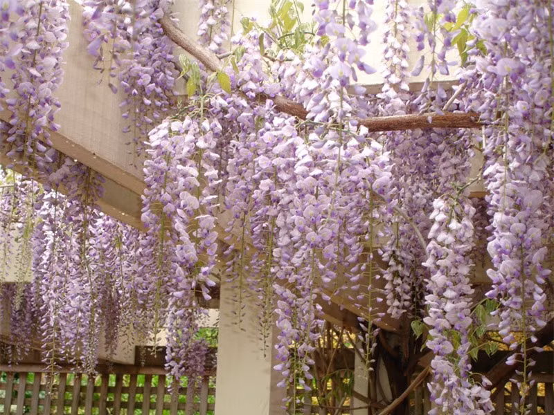 Mặc dù là loài cây dây leo nhưng nó có thể hình thành dạng giống như cây có thên uốn cong.