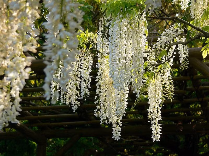 Hoa tử đằng thường có màu tím, trắng hoặc xanh lam.