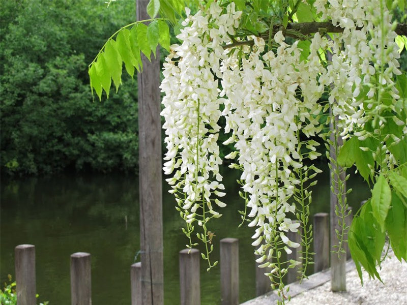 Nó có thể dài 20 - 30m trên cọc hoặc cây nó quấn quanh theo chiều kim đồng hồ.