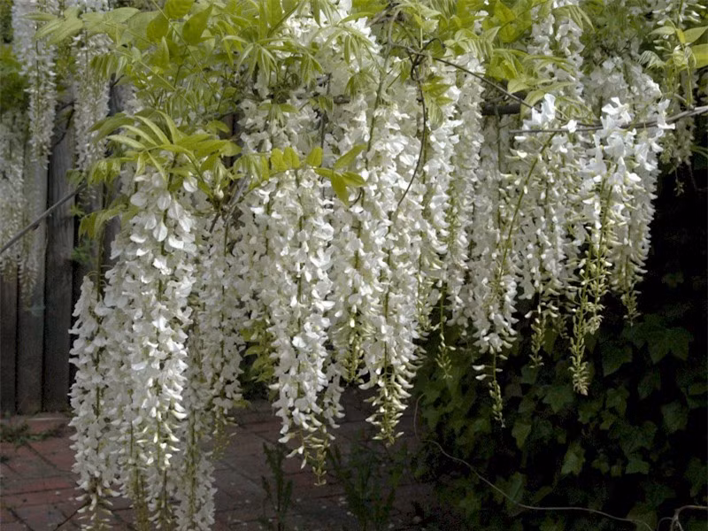 Đặc biệt trong tình yêu, nếu đem một cành hoa tử đằng tặng cho người con gái mà mình để ý thì nó có nghĩa là ‘‘tôi đợi sự hồi đáp của em“. Vì thế, nó đại diện cho một tình yêu bất diệt bất chấp thời gian.