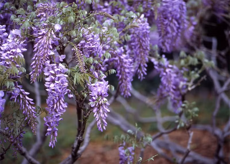 Hoa tử đằng có hoa rũ xuống mặt đất tạo nên một dáng vẻ quyến rũ, mềm mại, lả lướt trong mỗi đợt gió nhẹ trong cái tiết trời bắt đầu chuyển mình sang Hè.