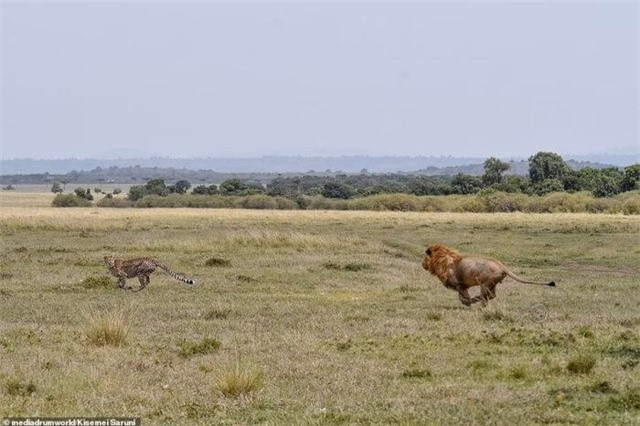 Khong mang nguy hiem, bao san me danh duoi su tu-Hinh-2
