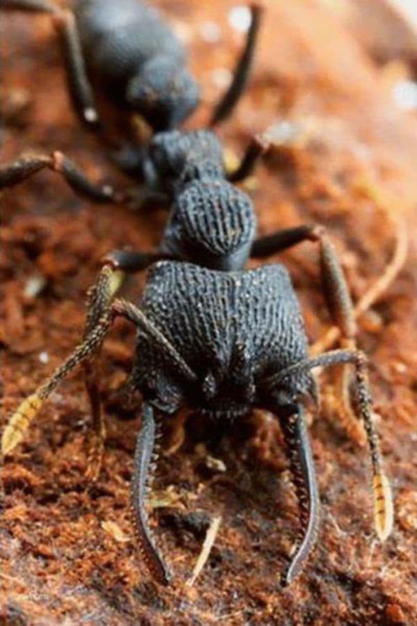 Tai sao Amazon lai la vung cam doi voi con nguoi?-Hinh-4