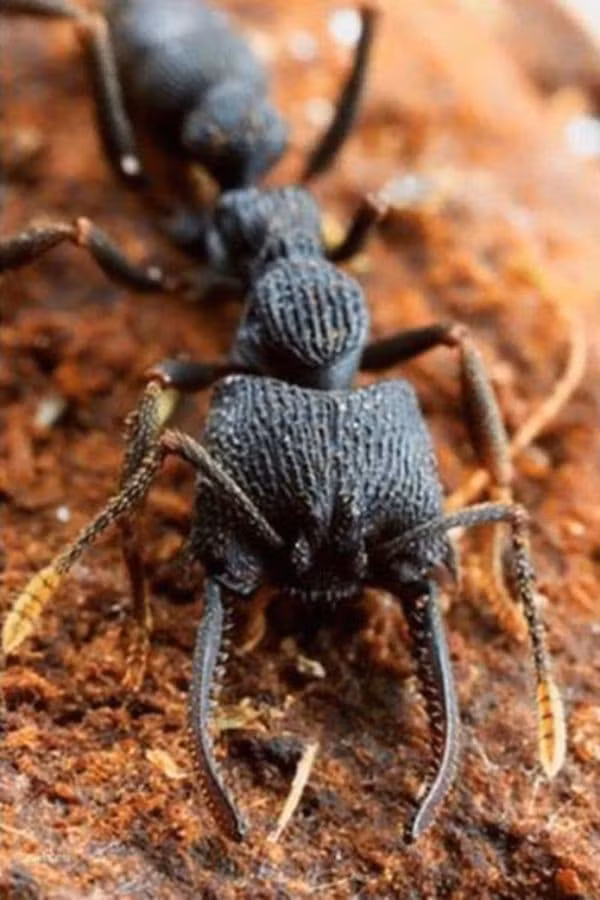 Tai sao Amazon lai la vung cam doi voi con nguoi?-Hinh-4