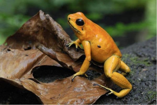 Tai sao Amazon lai la vung cam doi voi con nguoi?-Hinh-2