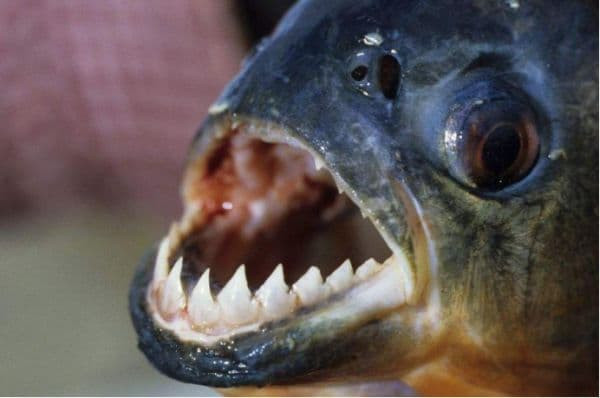 Tai sao Amazon lai la vung cam doi voi con nguoi?-Hinh-3