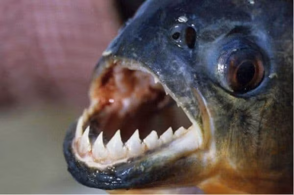 Tai sao Amazon lai la vung cam doi voi con nguoi?-Hinh-3