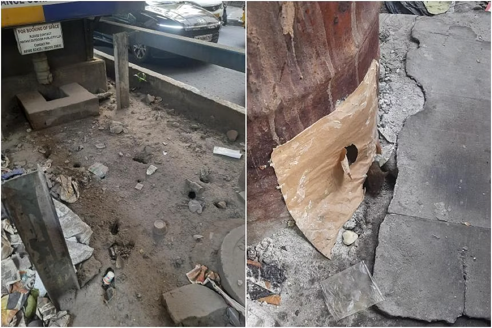 An Do: Hang ngan con chuot hoanh hanh, ngang nhien gam tay chan nguoi