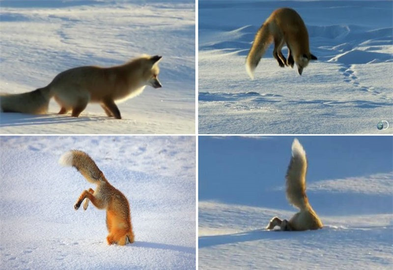 Video: “Tuyệt chiêu” săn mồi độc đáo của cáo tuyết Video: “Tuyet chieu” san moi doc dao cua cao tuyet