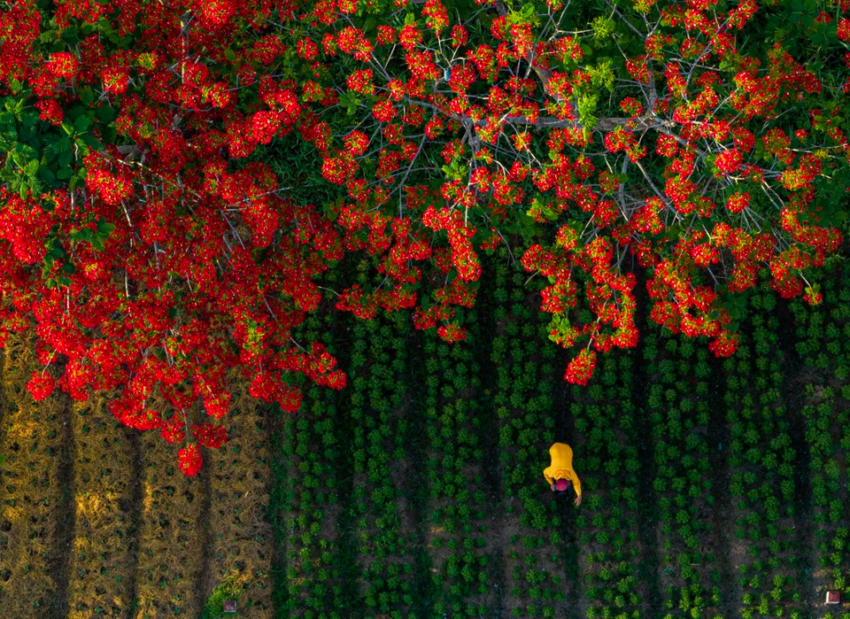 Diem den trong nuoc ngap sac hoa dip he