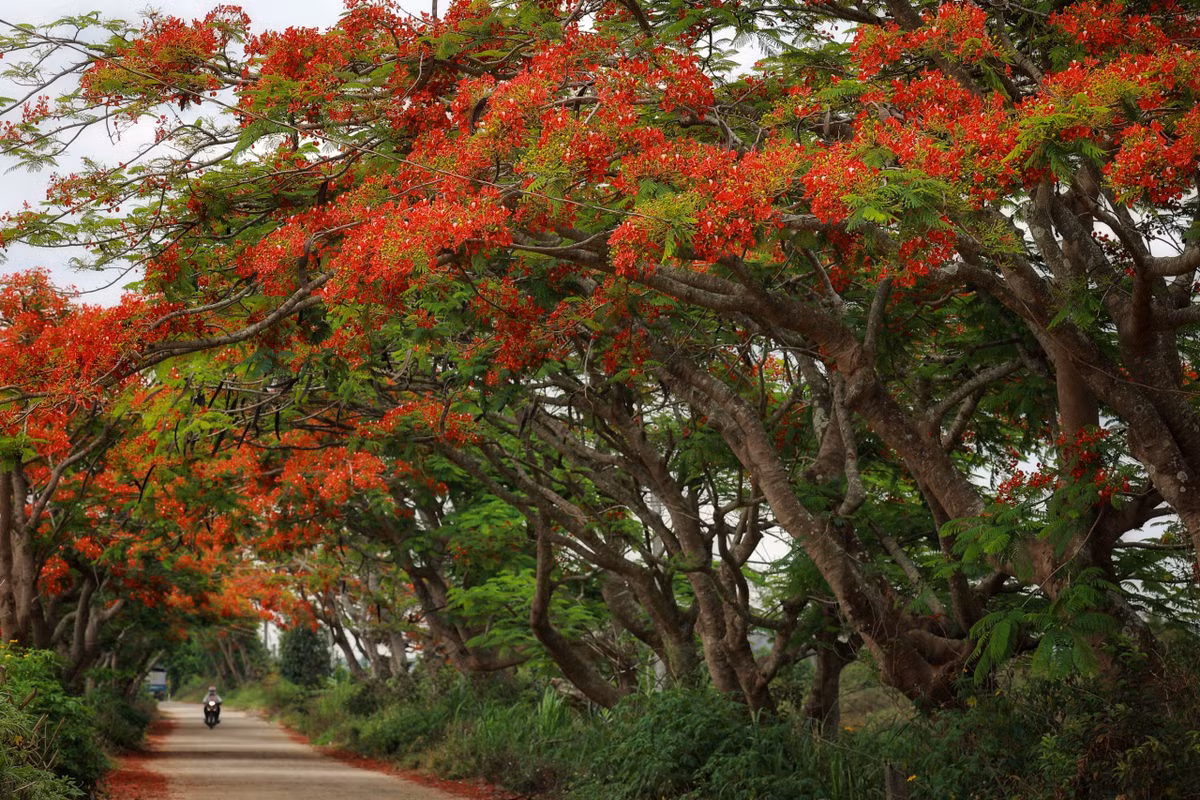 Diem den trong nuoc ngap sac hoa dip he-Hinh-16