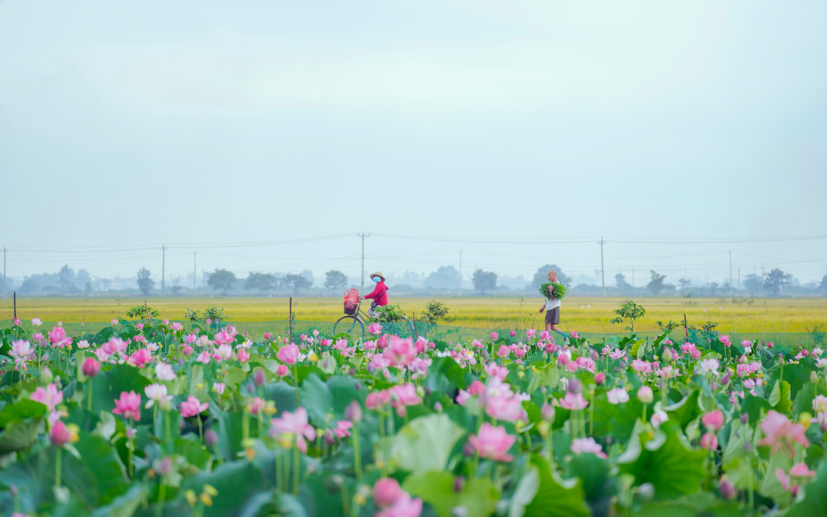 Diem den trong nuoc ngap sac hoa dip he-Hinh-2