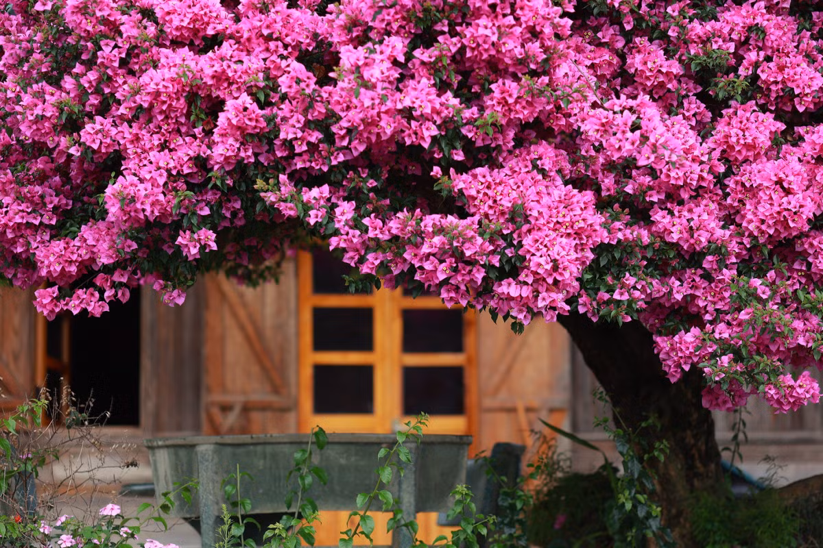 Diem den trong nuoc ngap sac hoa dip he-Hinh-10