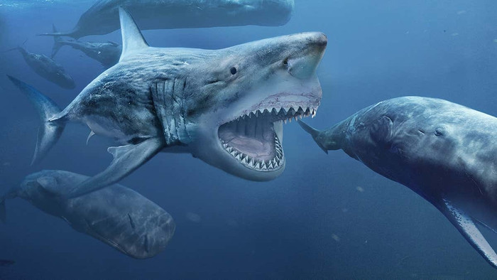 Dieu gi xay ra neu ca map Megalodon chien dau voi tran Titanoboa?-Hinh-3