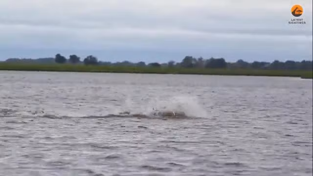 Video: Man truy duoi gay can cua ca sau va linh duong