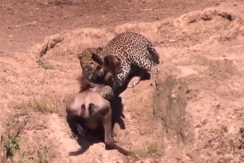 Video: Linh dương đầu mất con vì qua sông thiếu quan sát Video: Linh duong dau mat con vi qua song thieu quan sat