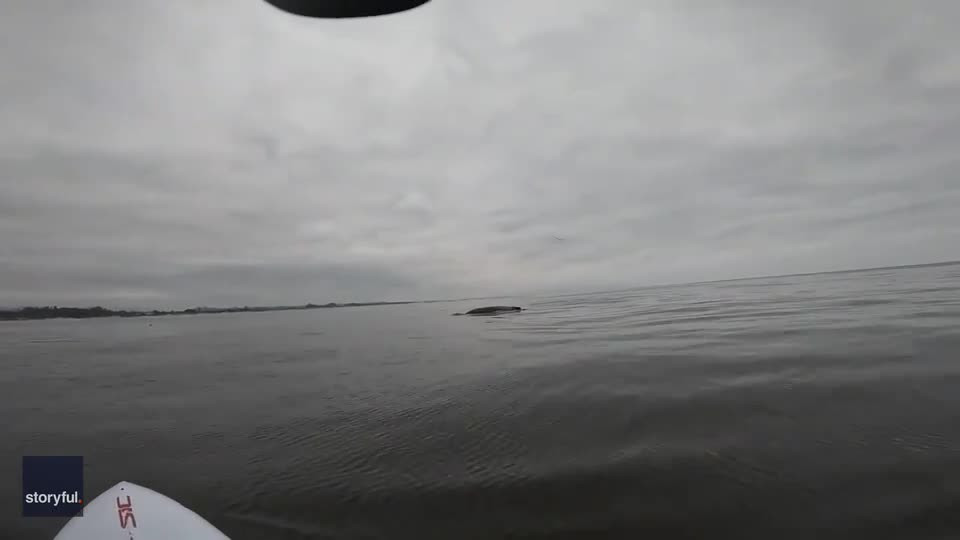 Video: Bất ngờ phát hiện sinh vật to lớn ngoi lên giữa biển Video: Bat ngo phat hien sinh vat to lon ngoi len giua bien