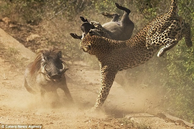 Nguyên nhân khiến lợn rừng châu Phi liều chết truy sát báo hoa mai Nguyen nhan khien lon rung chau Phi lieu chet truy sat bao hoa mai