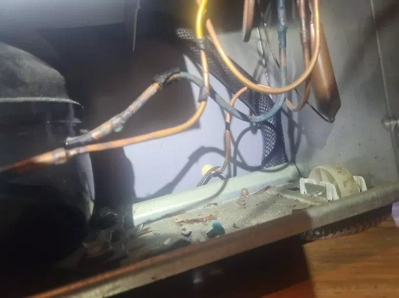 Người phụ nữ bất ngờ phát hiện rắn độc ở gầm tủ lạnh ảnh 1