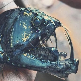 Tìm thấy cá mập yêu tinh quý hiếm thời tiền sử hơn 200kg - Hình 2 Tim thay ca map yeu tinh quy hiem thoi tien su hon 200kg-Hinh-2