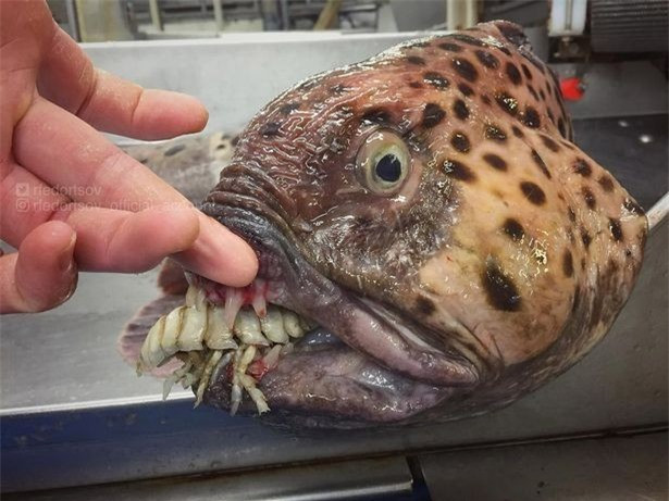 Tìm thấy cá mập yêu tinh quý hiếm thời tiền sử hơn 200kg - Hình 4 Tim thay ca map yeu tinh quy hiem thoi tien su hon 200kg-Hinh-4