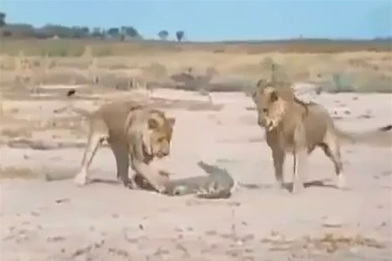 Video: Man quyet chien giua ca sau voi 2 con su tu