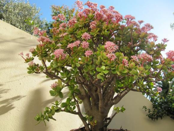 5 cay phong thuy neu no hoa se mang den tai loc, may man-Hinh-5