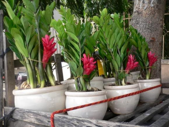 5 cay phong thuy neu no hoa se mang den tai loc, may man-Hinh-3