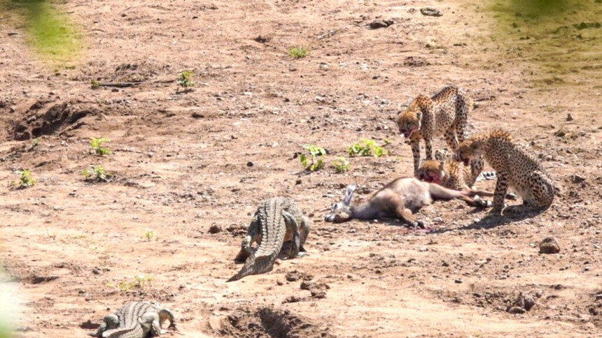 Vat va ca ngay di san, dan bao van bi ca sau cuop trang mieng an
