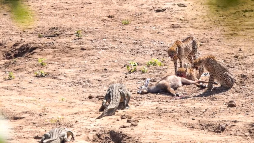 Vat va ca ngay di san, dan bao van bi ca sau cuop trang mieng an
