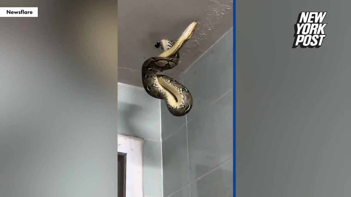 Video: Đi vệ sinh, người đàn ông sợ hãi khi nhìn lên trần nhà Video: Di ve sinh, nguoi dan ong so hai khi nhin len tran nha