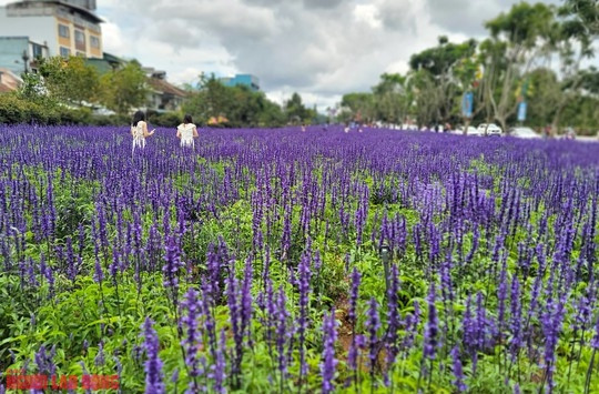 Những ngày qua là thời điểm hoa nữ hoàng xanh nở rộ, tạo nên khung cảnh một cánh đồng hoa giữa lòng thành phố Đà Lạt.