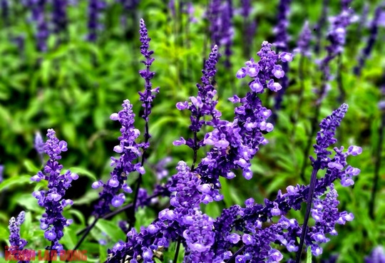 Gọi hoa nữ hoàng xanh, nhưng theo một nhân viên chăm sóc khu vườn thì hoa có màu tím đậm, khá giống hoa lavender (hoa oải hương) nên nhiều du khách đến tham quan thường nhầm lẫn đây là khu vườn hoa lavender.